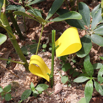 Trappole appiccicose per insetti e moscerini della frutta - 20 trappole e 10 bastoncini
