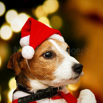 Mini Santa Hat for Pet