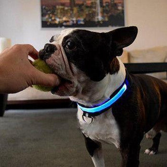 Collare per animali domestici con LED in nylon blu solido